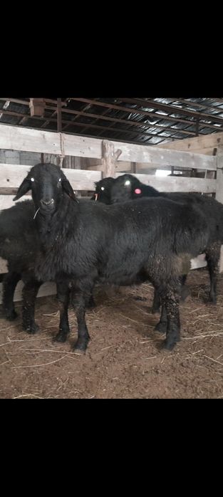 Қошқар қой гиссар едилбай еділбай