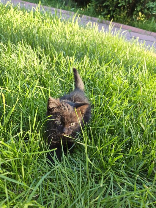 Котёнок, девочка