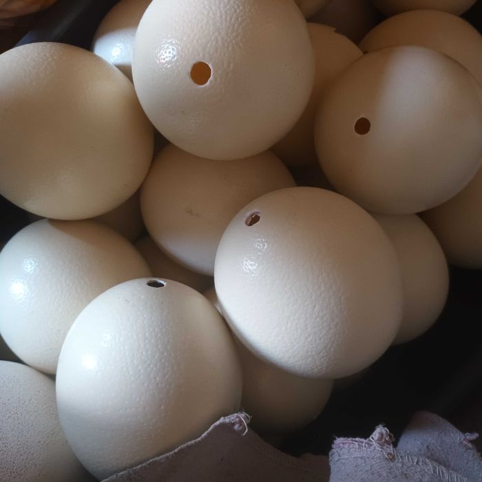 Oua de strut golite pentru incondeiat