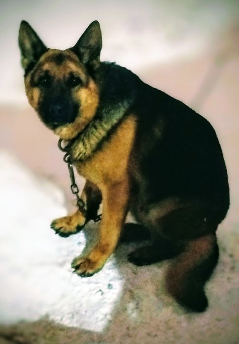 Щенки немецкой овчарки,девочки.