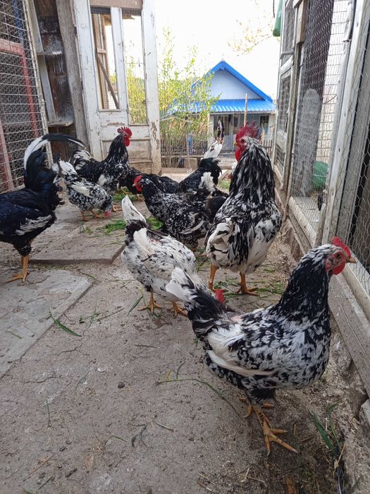 Oua incubat pinta și italiene