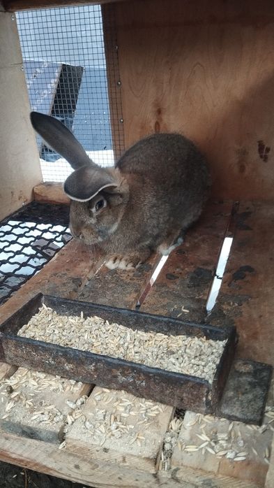 Продаются кролики- самцы.