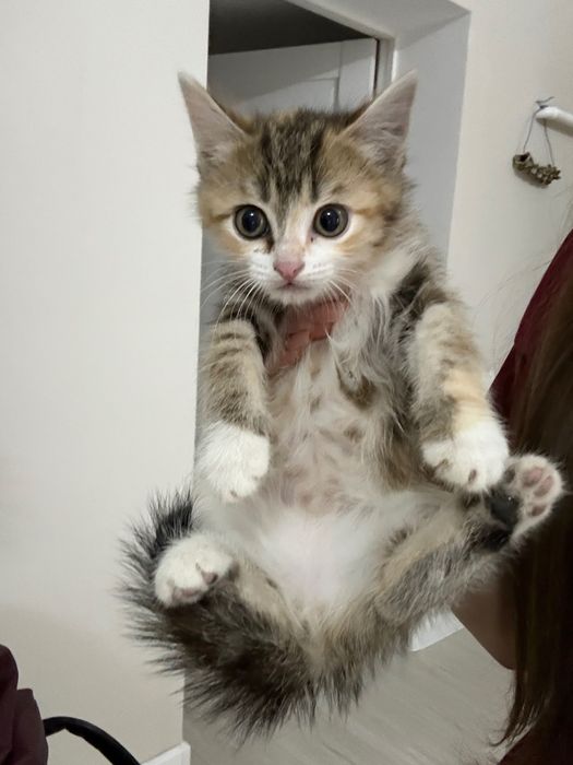 Котята 8 недель.