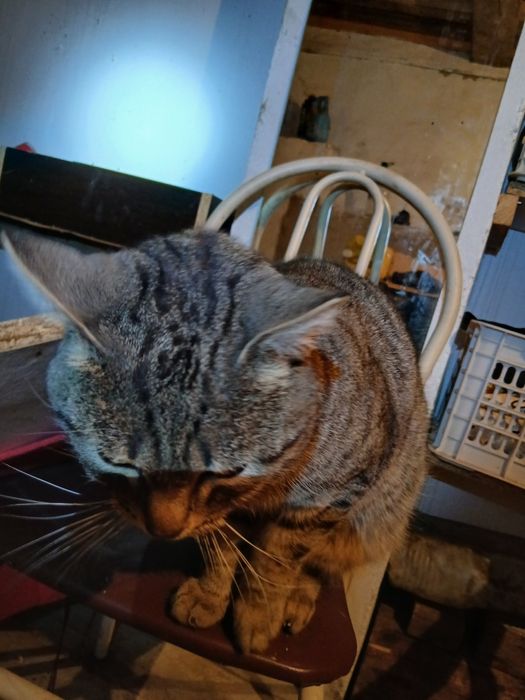 Отдам в хорошие руки