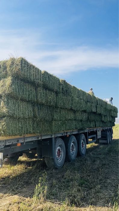 Семена люцерны, высокое качество .