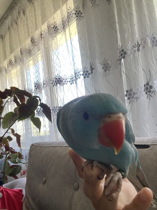 Vand pui Micul Alexander