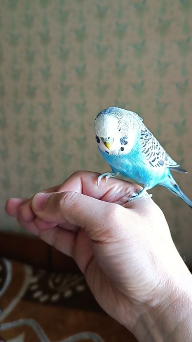 Попугайи волнистые ручные .