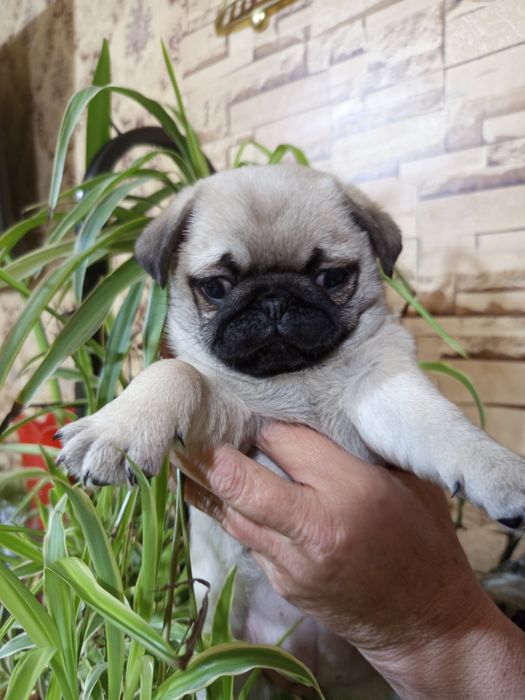 Мопсы!!!Только у нас!  продажа щенки мопса