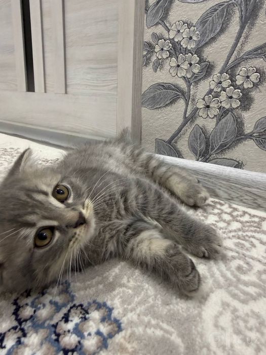 Скоттиш Фолд, 2 мальчики