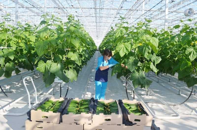 Испанские, корейские теплицы в Узбекистане