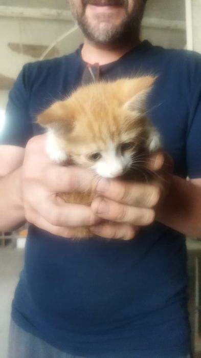 Котята бесплатно Тараз