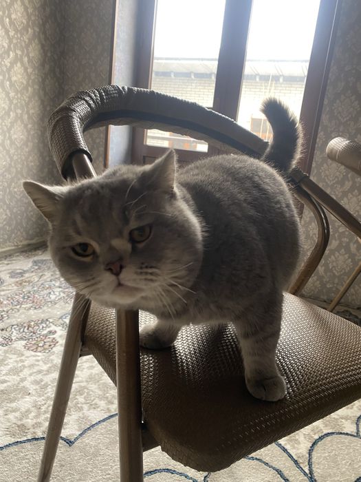 британские сотилад нархи 350 минг