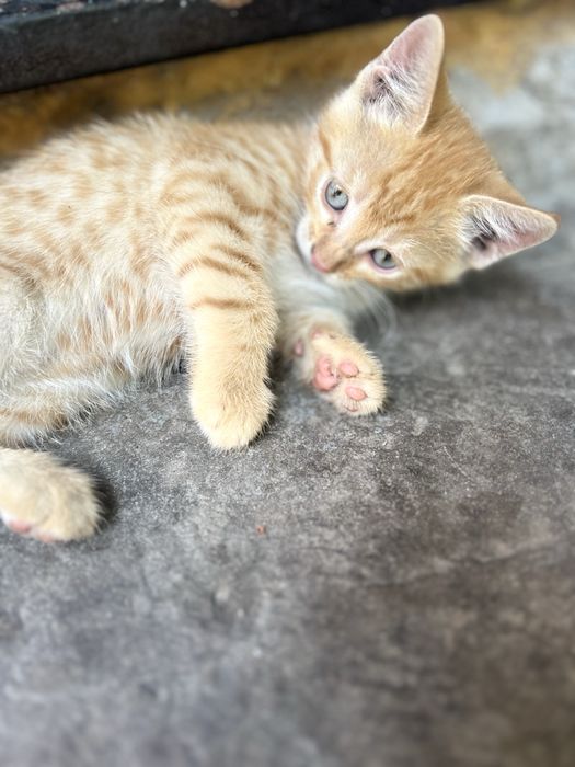 Отдам котят в добрые руки !