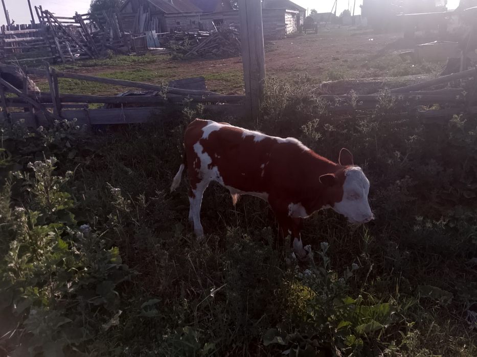 Продам бычка четырех месячного