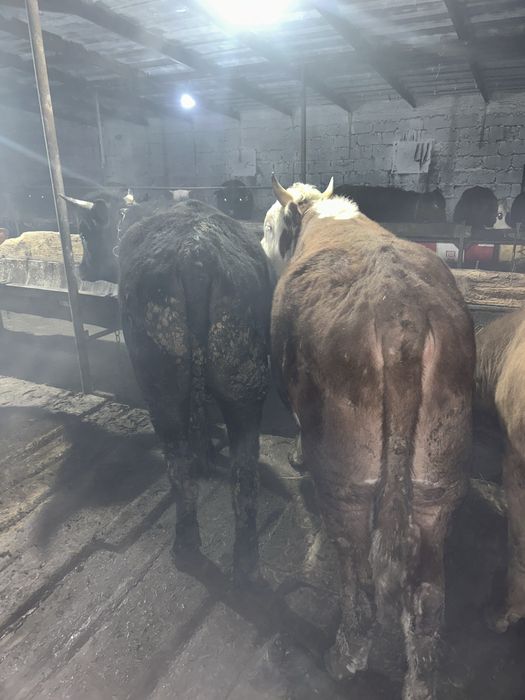 Продается бычки откорм