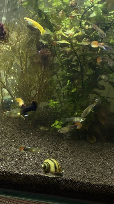 аквариумные рыбки и улитки