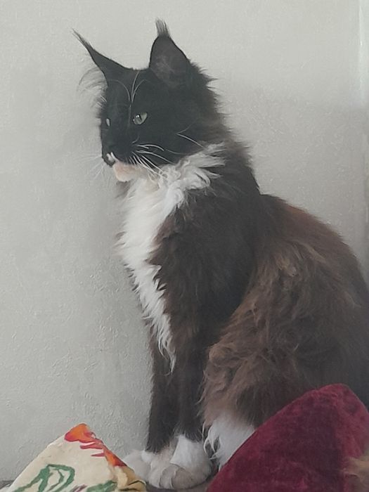 Потерялся кот 8 месяцев