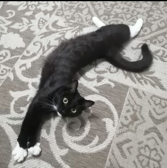 Отдам молодую кошечку