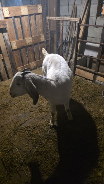 Англо нуби ешкі сатылад