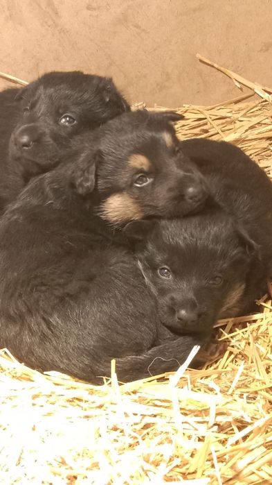 Вязка кобель немецкой овчарки