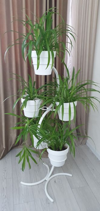 цветок как пальма