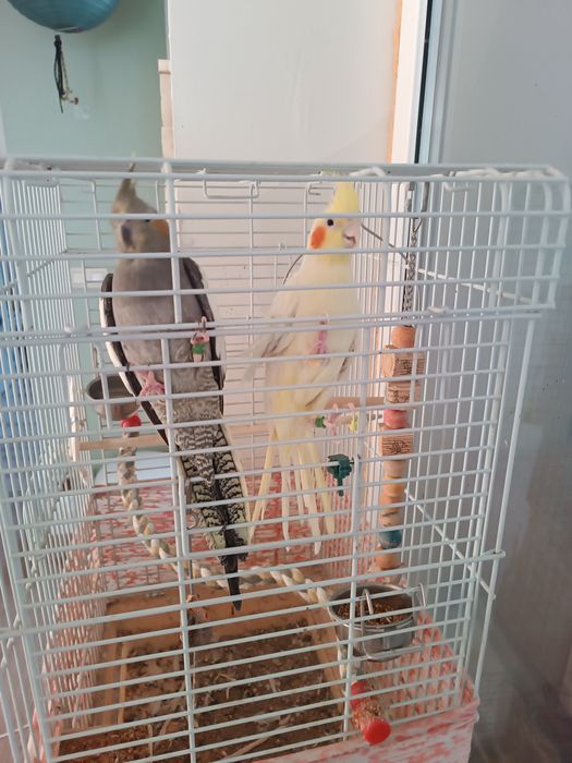 Nimfe femela și mascul