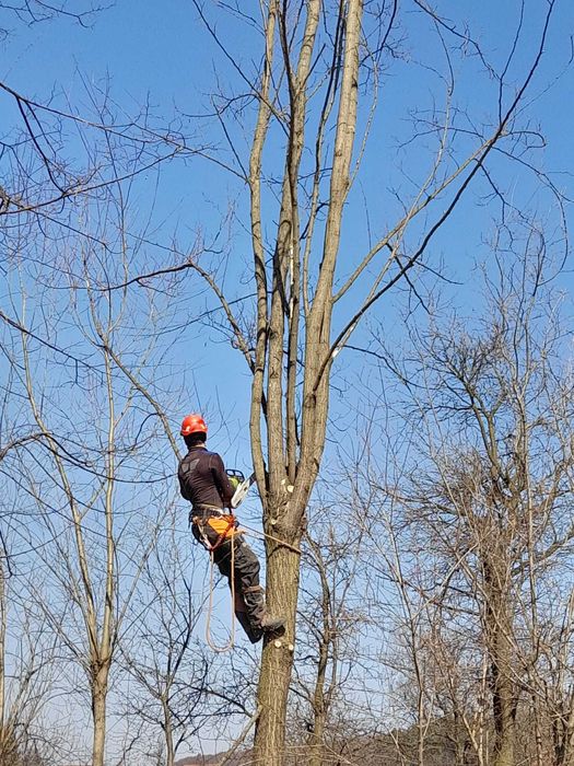 toaletare sau taiere copaci, de la bază/pe bucăți, reducere coroana