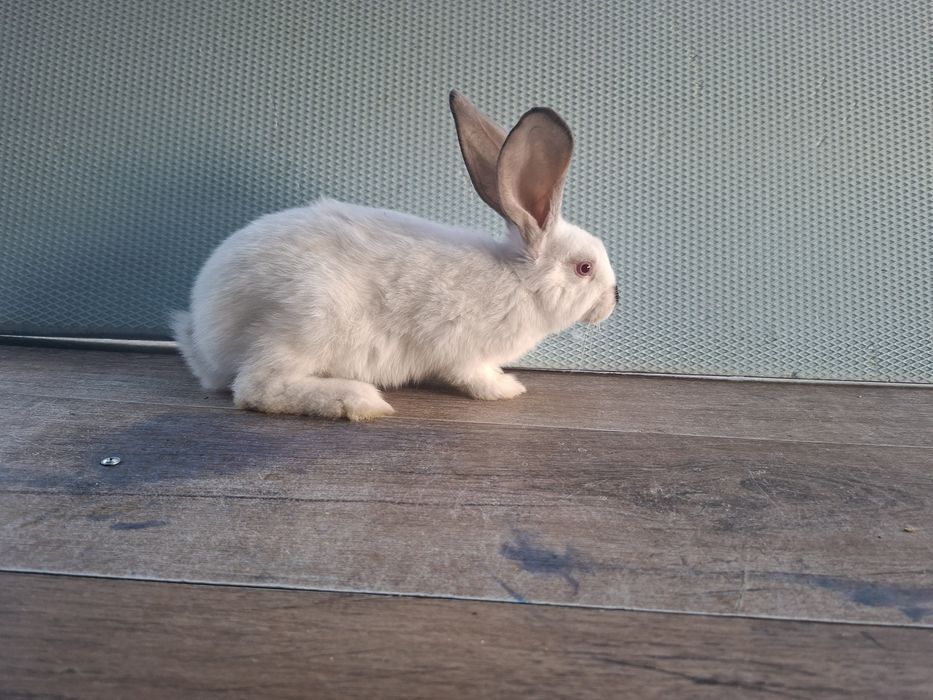 Iepuri tineri 2 luni