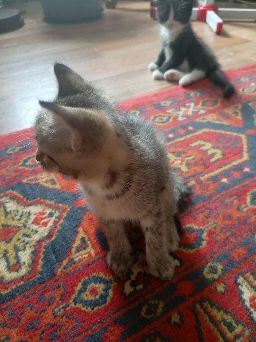 Отдам в добрые руки котят