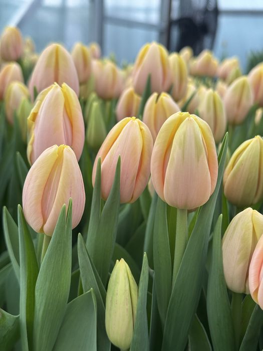 Тюльпаны  оптом и в розницу!