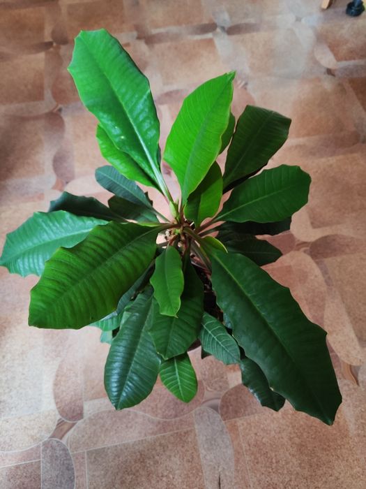 Продается комнатные цветы