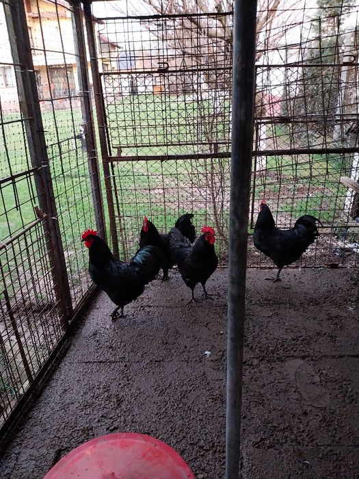 Cocosi australorp