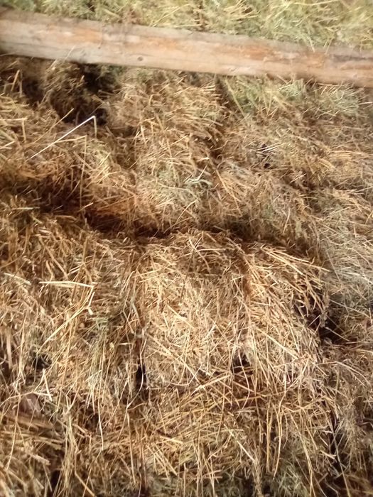 Vând baloti de lucernā, otavā sí fân 20