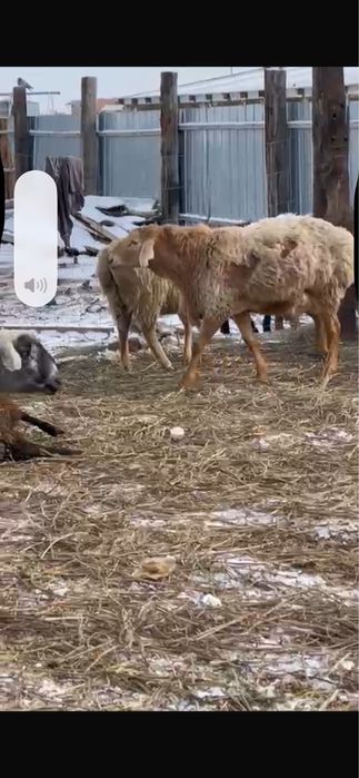 Кошкар, баран производитель