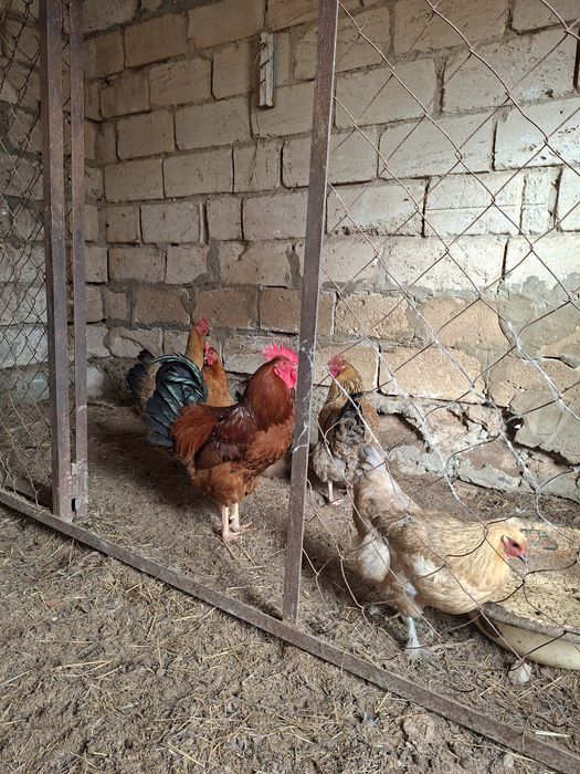 Кучин Юбилейный тауықтар сатылады