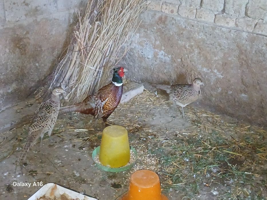 Fazan tuxumlari  zakaz olamiz