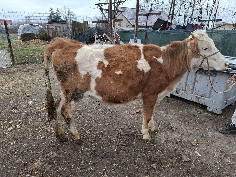 Vand junica baltata sau schimb cu un tauras