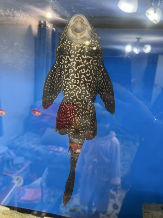 Аквариумный сомик