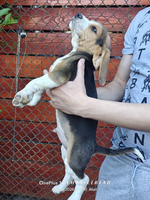 Cățeluși Beagle născuți în 19 martie