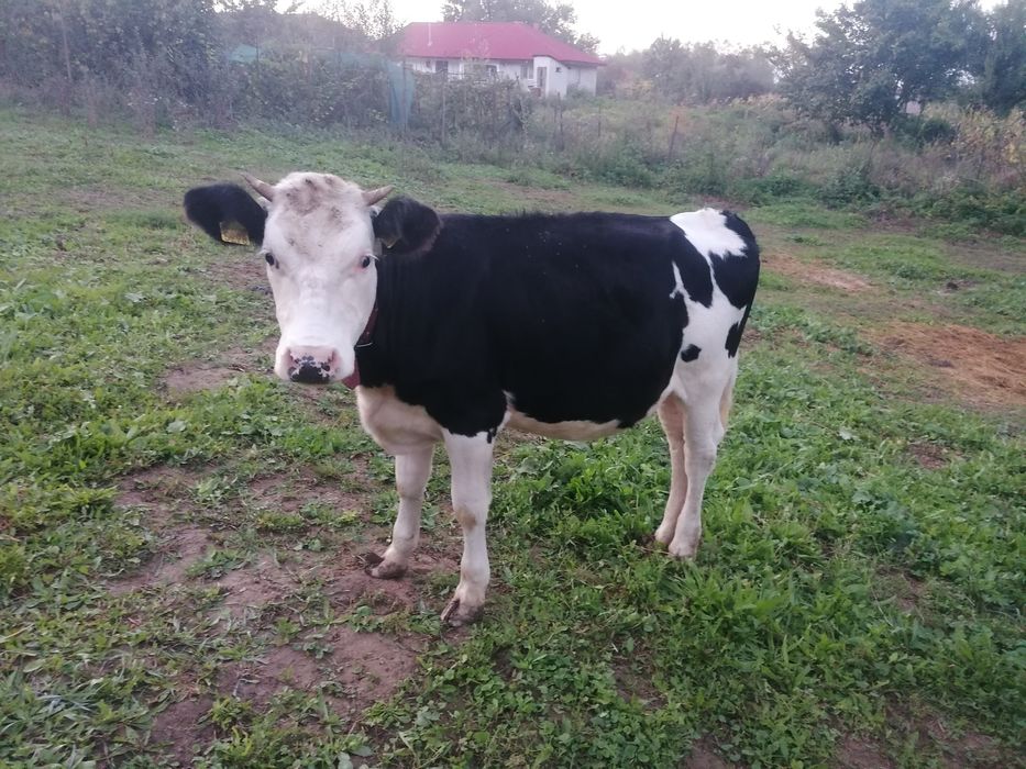 Vițea Bălțată cu Holstein (1 an, ~200 kg) – crescută natural