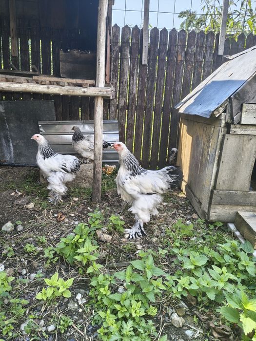 De vânzare ,cocosi brahma, 100 lei