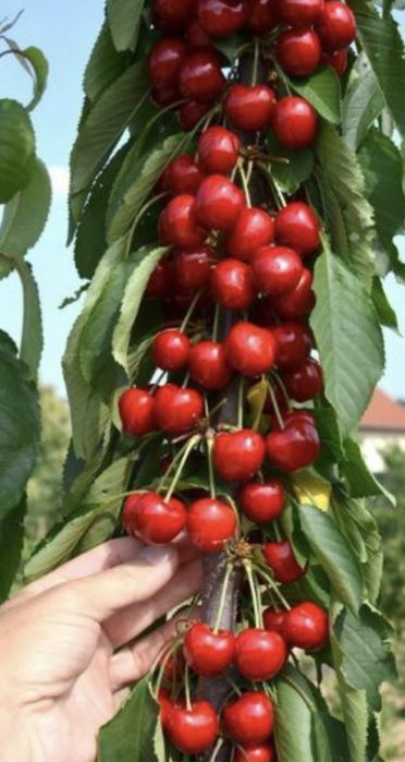 Pomi fructiferi columnari pe rod