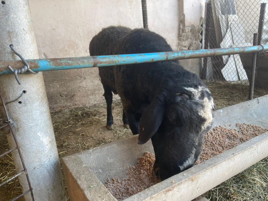 Қисары қошқар