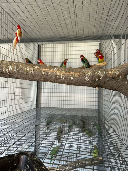Papagali rosella