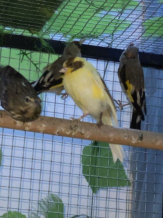 Karella va boshqa sayroqi qushlar