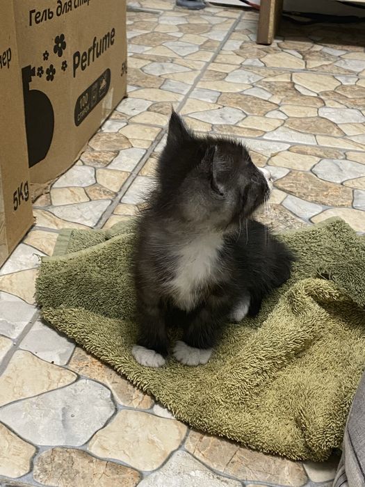 Котенек маленьки даром