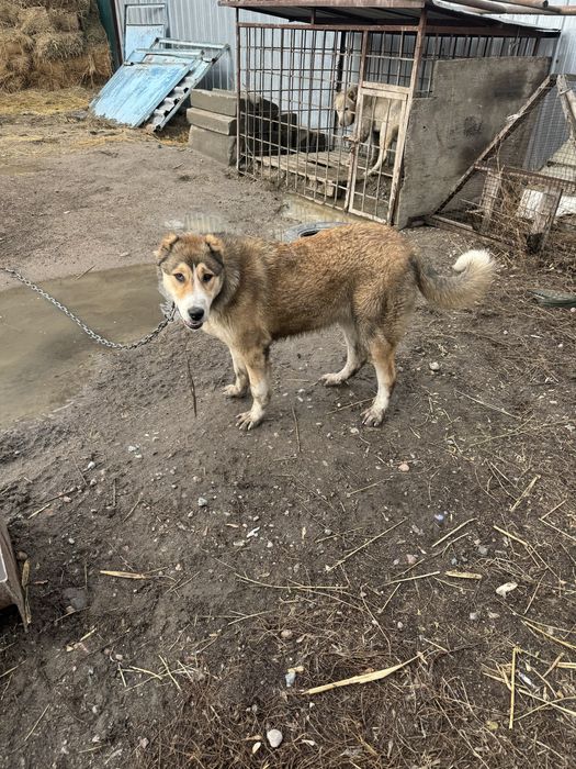 Продам шенка………..