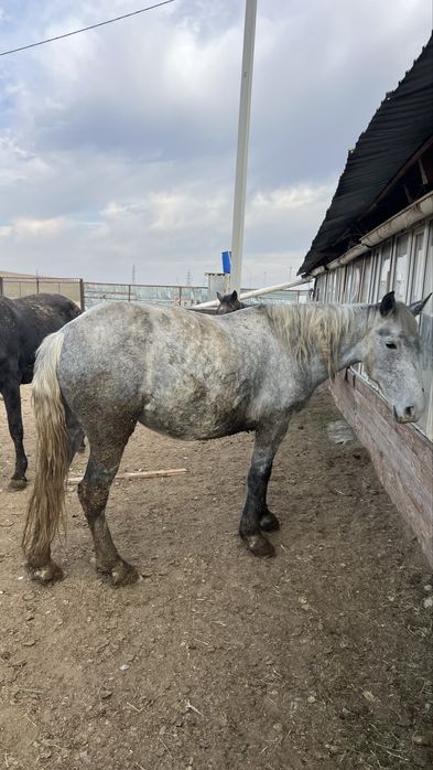 Байланған фото