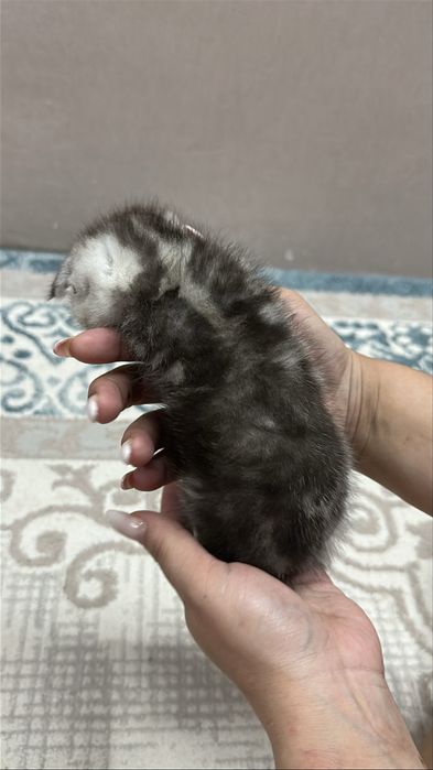 Чистокровнные котята