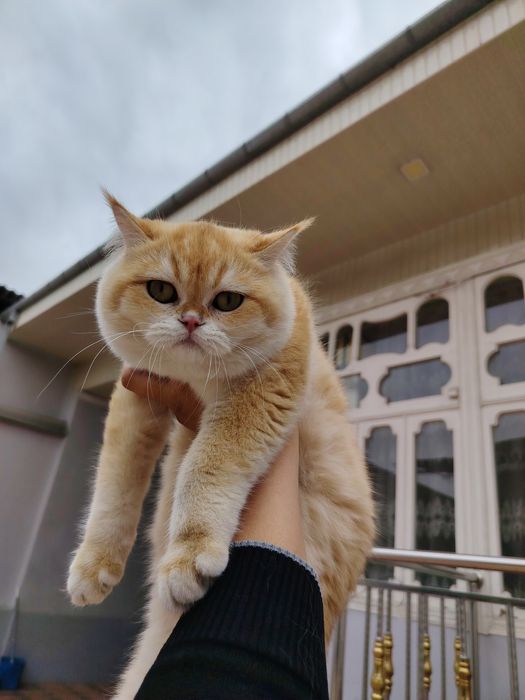 Onlayn telefonda kirish zalida jinsiy aloqa